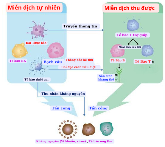 Miễn dịch tự nhiên