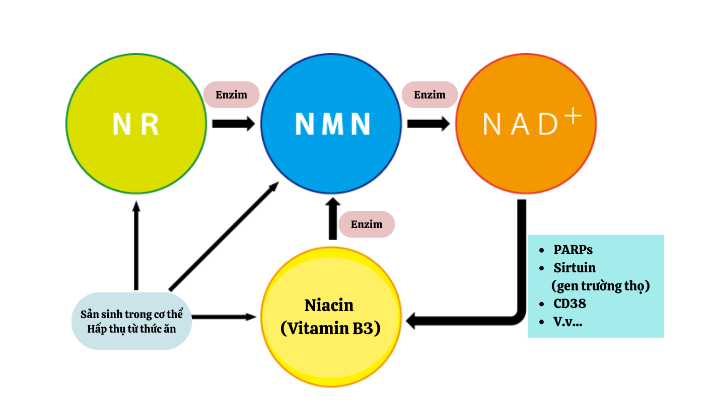 Quá trình chuyển hóa NMN